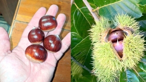 انطلاق موسم جني فاكهة "القسطل" بجبال سكيكدة