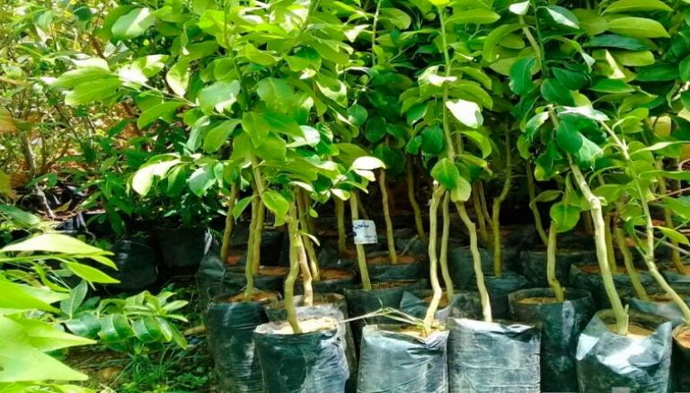 وحدة جديدة لإنتاج شتلات الحمضيات