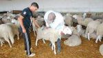 أزيد من 2000 بيطري لمراقبة عمليات النحر