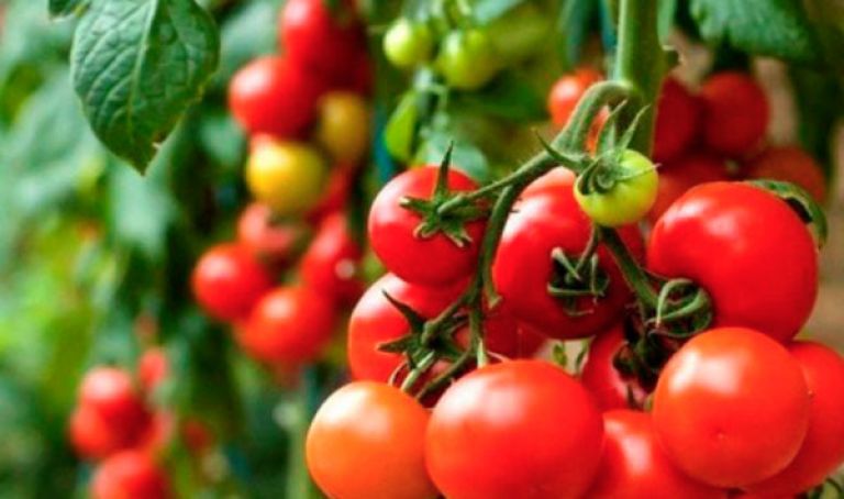 مشروع نموذجي لزراعة الطماطم الصناعية