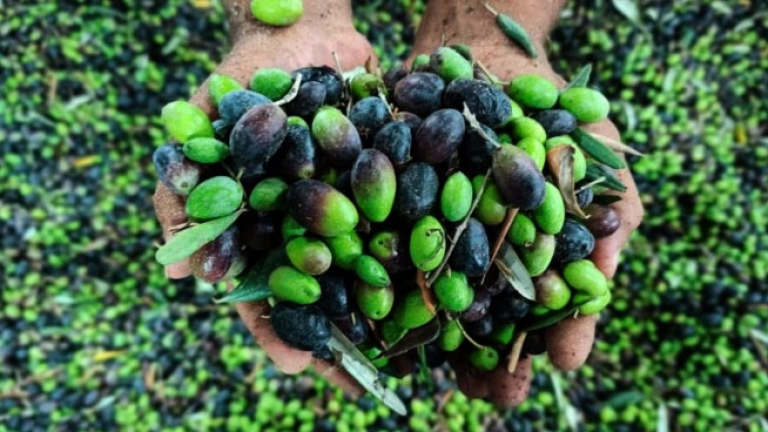 توقع تراجع المحصول بسبب الحرائق