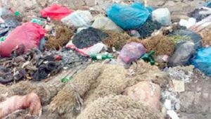 "نات كوم" تخصص 40 شاحنة إضافية وحاويات لجمع الجلود