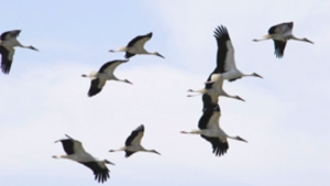 الطيور المهاجرة ودورها في تحقيق التوازن الإيكولوجي