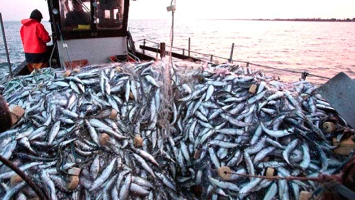 وفرة كبيرة في السمك الأزرق