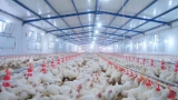 80% من مربي الدواجن يستأنفون نشاطهم