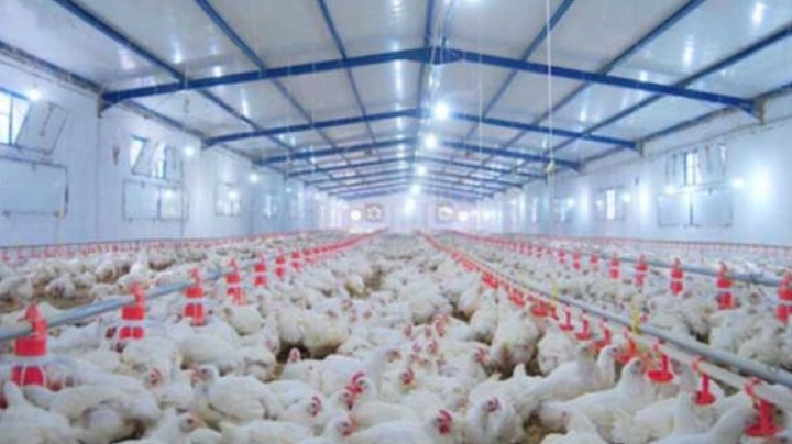 80% من مربي الدواجن يستأنفون نشاطهم
