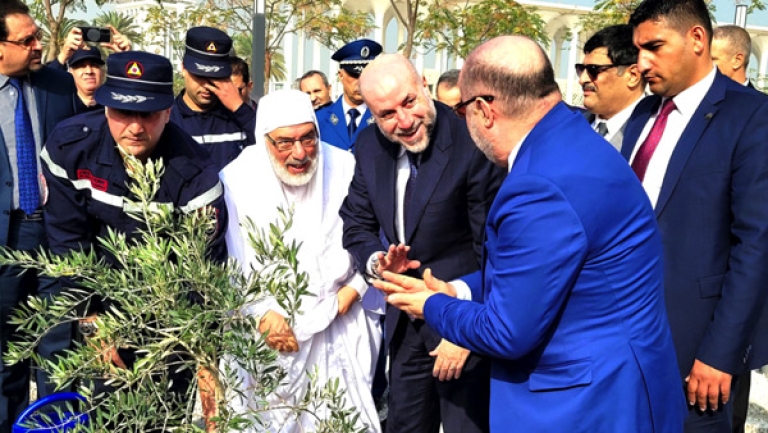 شجيرات زيتون القدس في ساحة جامع الجزائر
