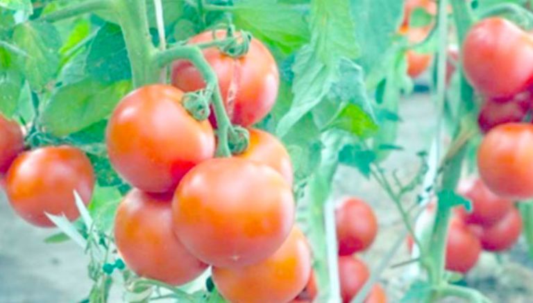 توقّع غرس 4200 هكتار من الطماطم الصناعية