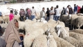 فتح أسواق الأغنام والماعز بقسنطينة