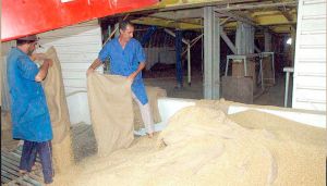 تأجيل تجديد هياكل مجلس الحبوب