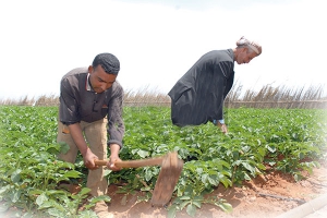 36 ألف فلاح أمنوا على منتوجاتهم