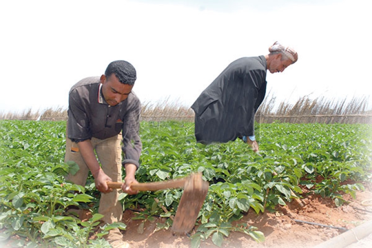 36 ألف فلاح أمنوا على منتوجاتهم
