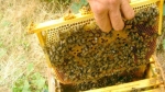 5 مجموعات من منتجي النحل يستفيدون من 50 خلية