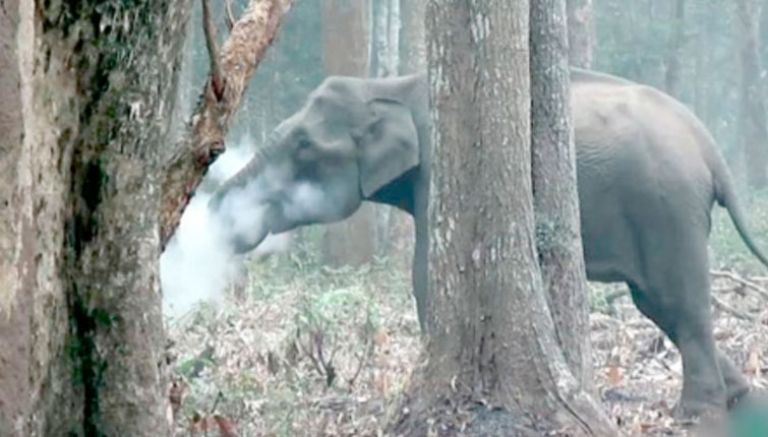 الفيل المدخن.. يحير العلماء