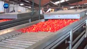 فتح مصنع ثالث للطماطم هذه الصائفة
