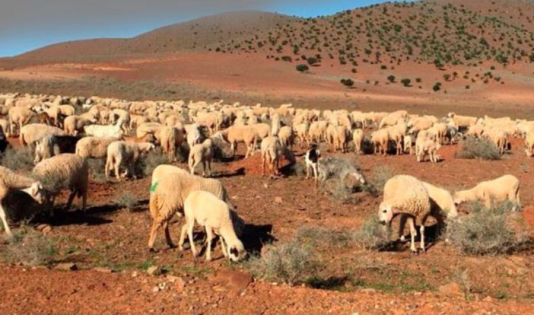 إبراز مزايا تأمين المربين والموالين