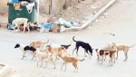 2158 عضة كلب ومديرية الصحة في وهران تدق ناقوس الخطر