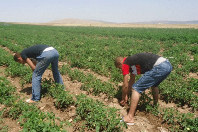 الفلاحة تشكو ندرة في اليد العاملة بعين الدفلى