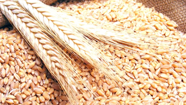 170 نوع من البذور لتقليص فاتورة الاستيراد