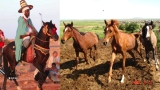 تربية الخيول تستهوي الشباب
