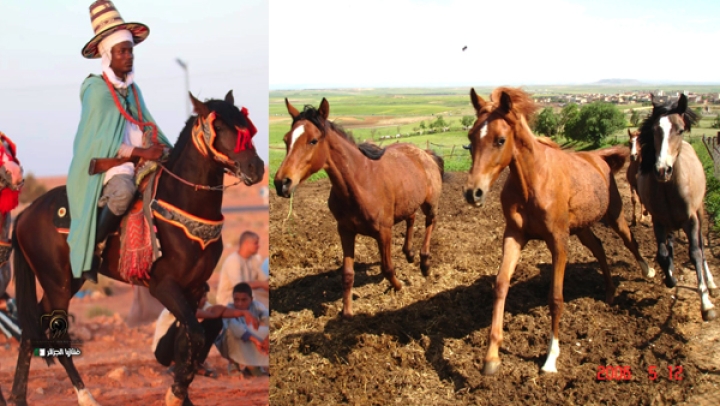 تربية الخيول تستهوي الشباب