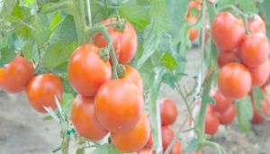 إنتاج مليوني قنطار من الطماطم الصناعية