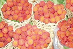 إحياء العيد السنوي لفاكهة «القطلب»
