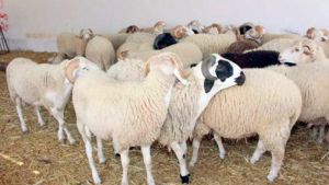 أسعار المواشي بوهران تتجاوز إمكانيات "الزوالي"