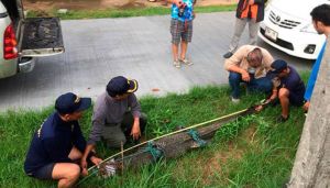 تمساح أثار الذعر في تايلاند لمدة 11 يوماً