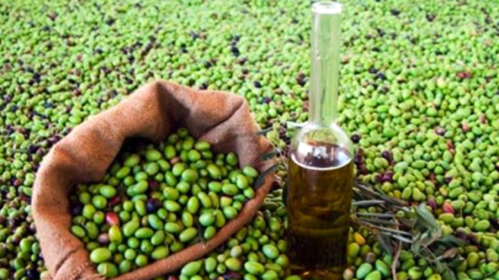 تحصيل 18 لتر زيت زيتون في القنطار