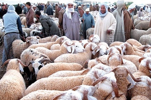 إلزام الفلاحين والموالين والصيادين وتجار الخضر بالفوترة