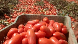 توقع إنتاج مليون و300 ألف قنطار من الطماطم الصناعية بقالمة