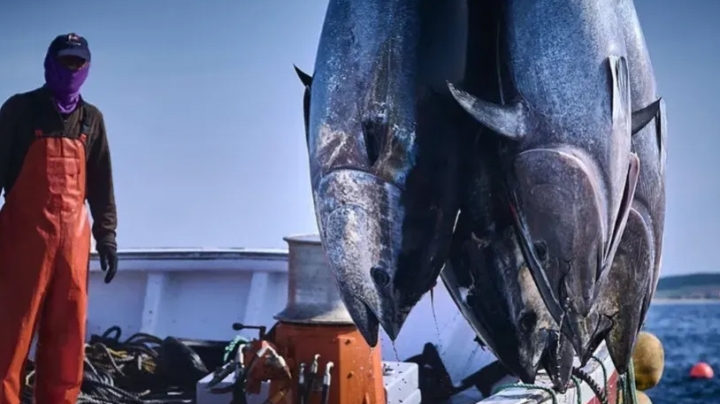 الجزائر تسترجع حصتها التاريخية في صيد التونة الحمراء