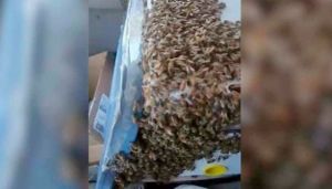 رحلة جنونية برفقة آلاف النحل