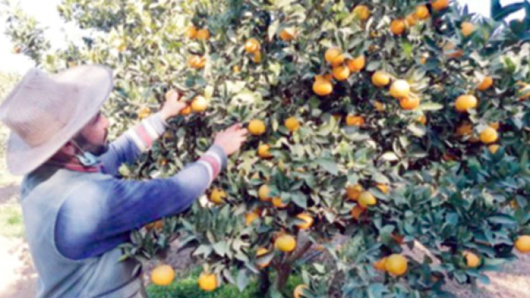 توقُّع إنتاج 42 ألف قنطار من البرتقال بوهران