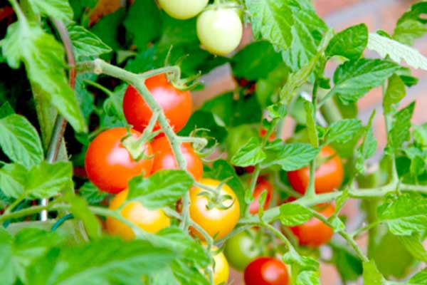 بعث المكننة الصناعية لتقليص خسائر الفلاحين