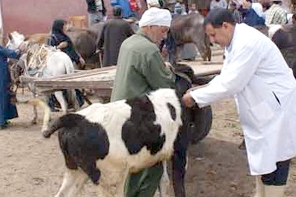 مفتشية البيطرة تطلق حملة واسعة لتلقيح الماشية
