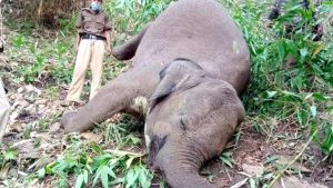 صاعقة تقتل 18 فيلا في ثوان