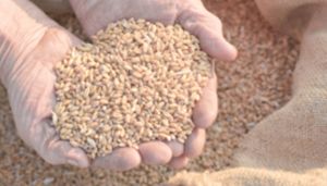 توقع إنتاج أزيد من 5ر2 مليون قنطار من الحبوب