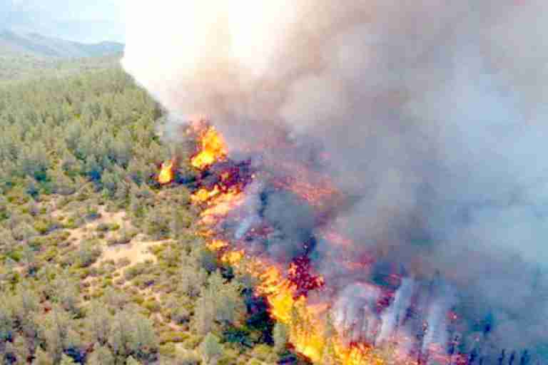 تراجع كبير في عدد حرائق الغابات بولاية وهران
