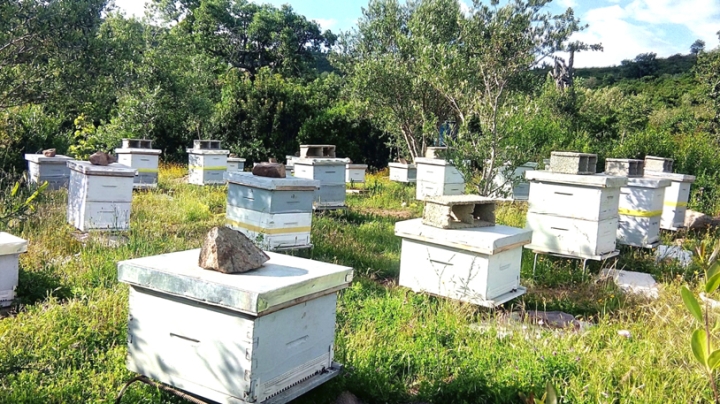 طفرة في إنتاج العسل ببومرداس