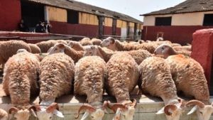 الشروع في توزيع الشعير الموجه للتغذية الحيوانية