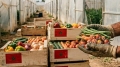 إنذارات متزايدة تكشف زيف "العلامة التجارية" لنظام المخزن