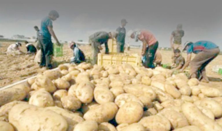 توقع إنتاج 140 ألف قنطار من البطاطس