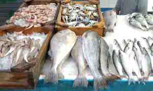 تصدير 337 طنا من السمك الأبيض بأسواق إسبانيا
