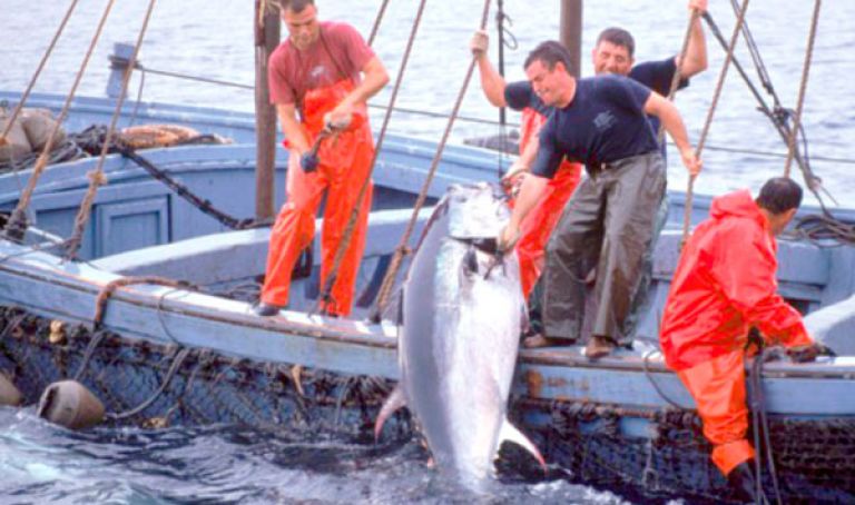 انطلاق حملة صيد التونة الحمراء لسنة 2019