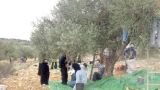 حيوية التضامن تغمر البساتين