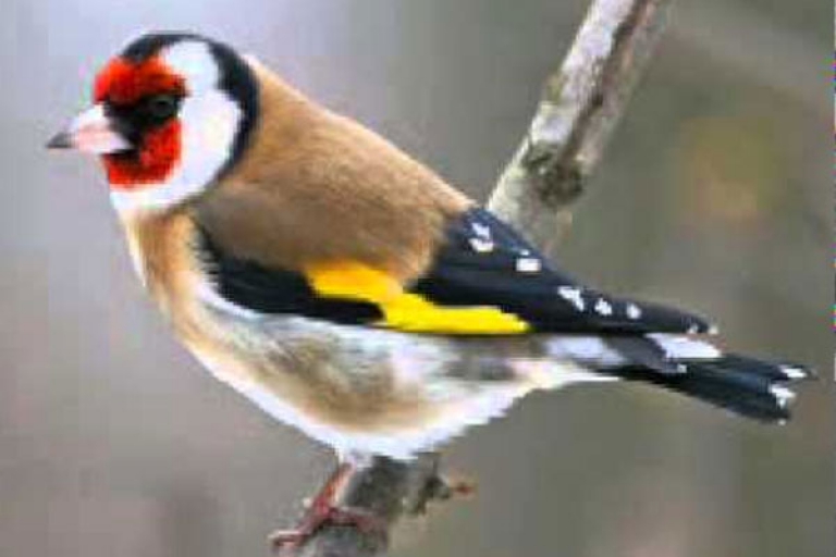 «المقنين» بـ 6 ملايين سنتيم في قسنطينة