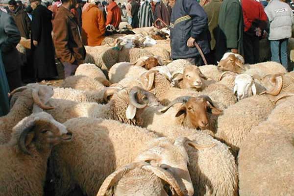 ارتفاع جنوني في أسعار الأضاحي والملابس والخضر والفواكه