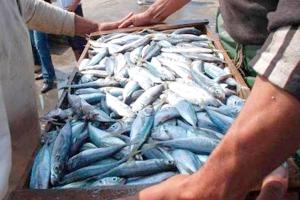 إنتاج 19 طنا من الأسماك